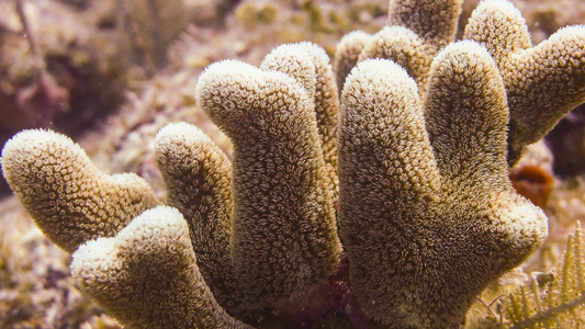 I.Care About Coral upcoming outplant schedule September