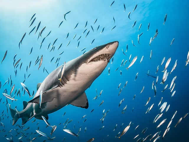 Wanderlust Hats & Apparel